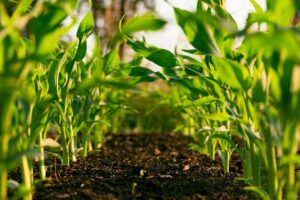 Inversión en Agrotech en España, due diligence, invertir en España, negocios rentables en España, franquicias rentables, traspaso de negocios, emprender en España